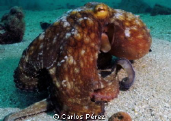 Octopus At Crash Boat Beach SeaLife Manual set by Carlos Pérez 